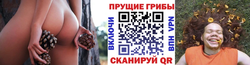 Псилоцибиновые грибы Cubensis  Купить закладки  Озёрск 